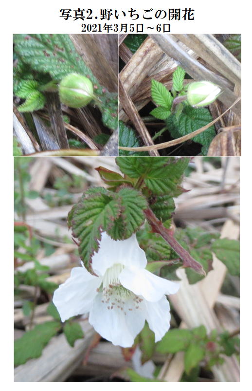 408第3サトウキビ畑の野いちご